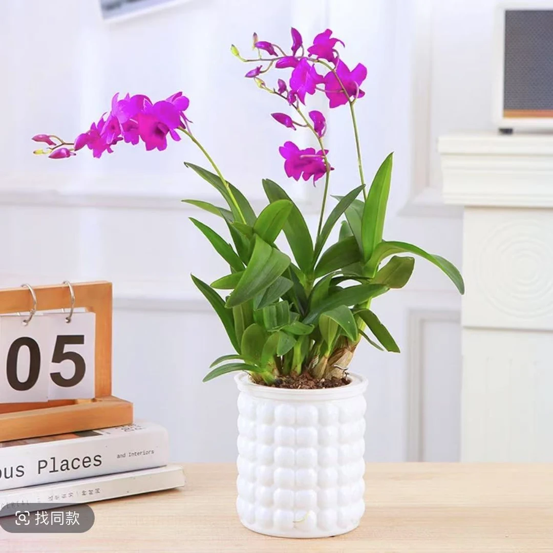 红泼墨石斛兰双花剑发货