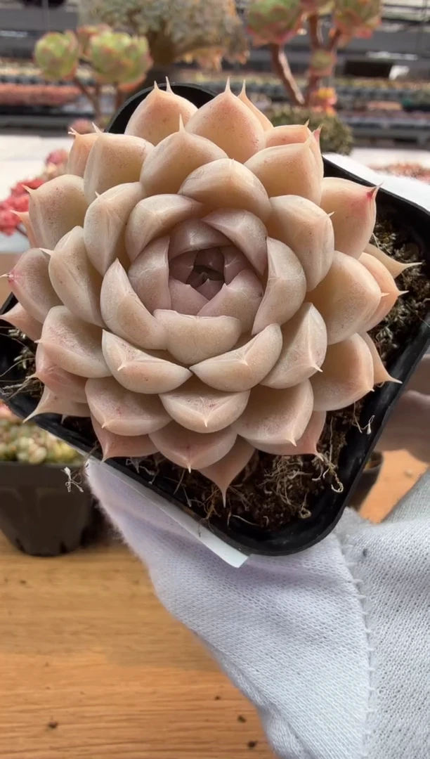 东云多肉园二店-197