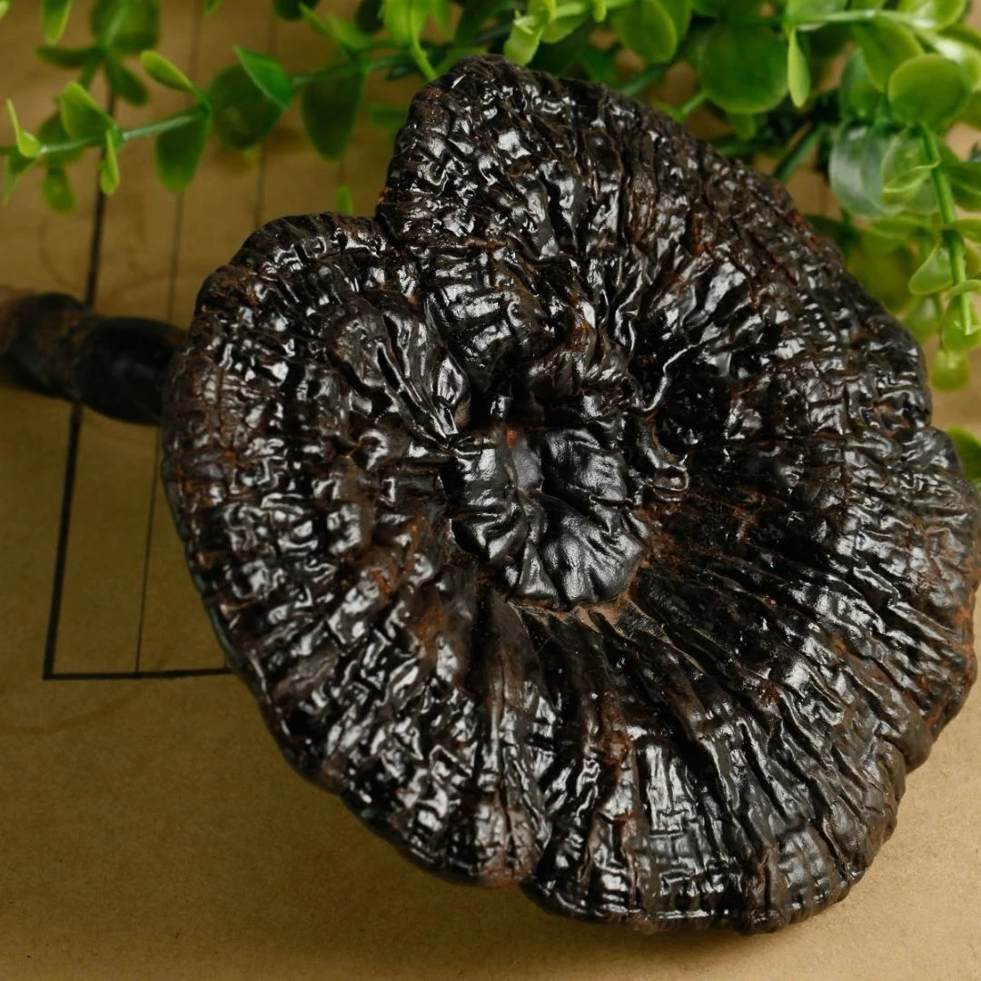 云南深山赤灵芝整朵干货