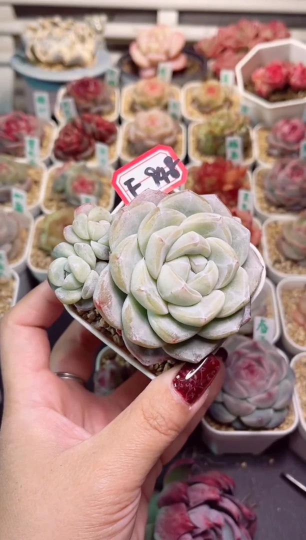 【闪购商品】F948冰玉一物一拍