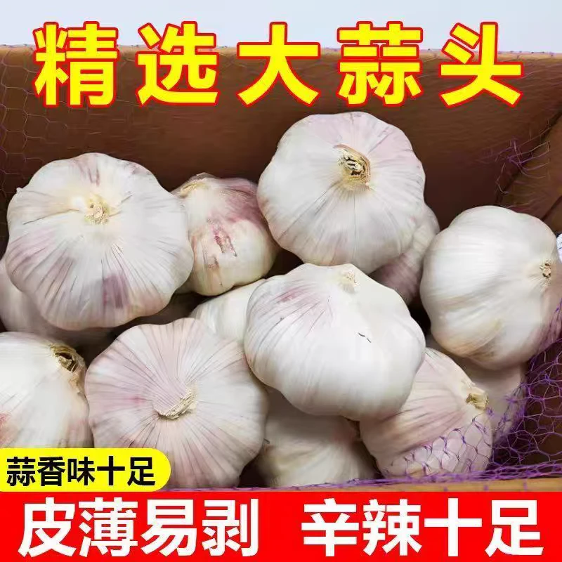 河南现挖便宜鲜蒜半干湿蒜头糖醋批发多瓣大蒜头干蒜5斤