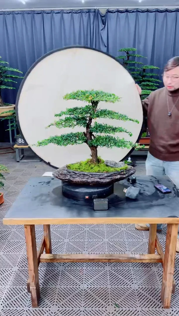 无花朵盆景........