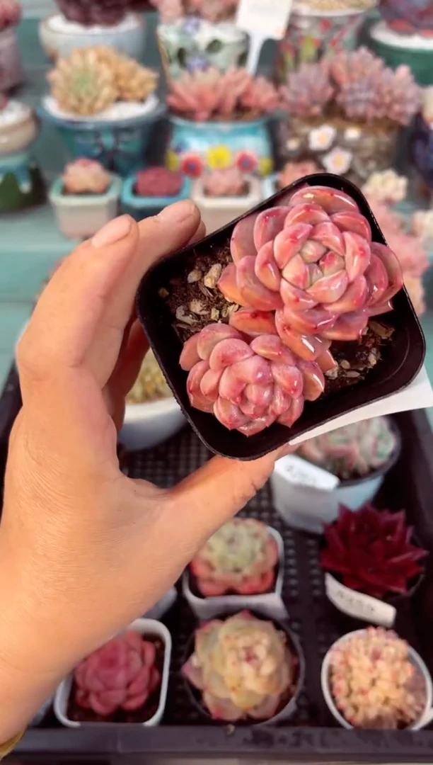 【闪购商品】8261双头多肉