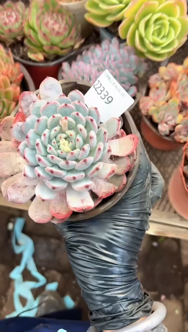 ❦**夕多肉植物一物一拍22339