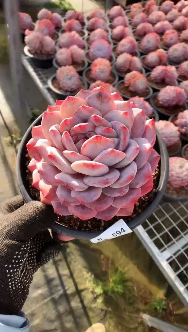 【闪购商品】594梦露一物一拍