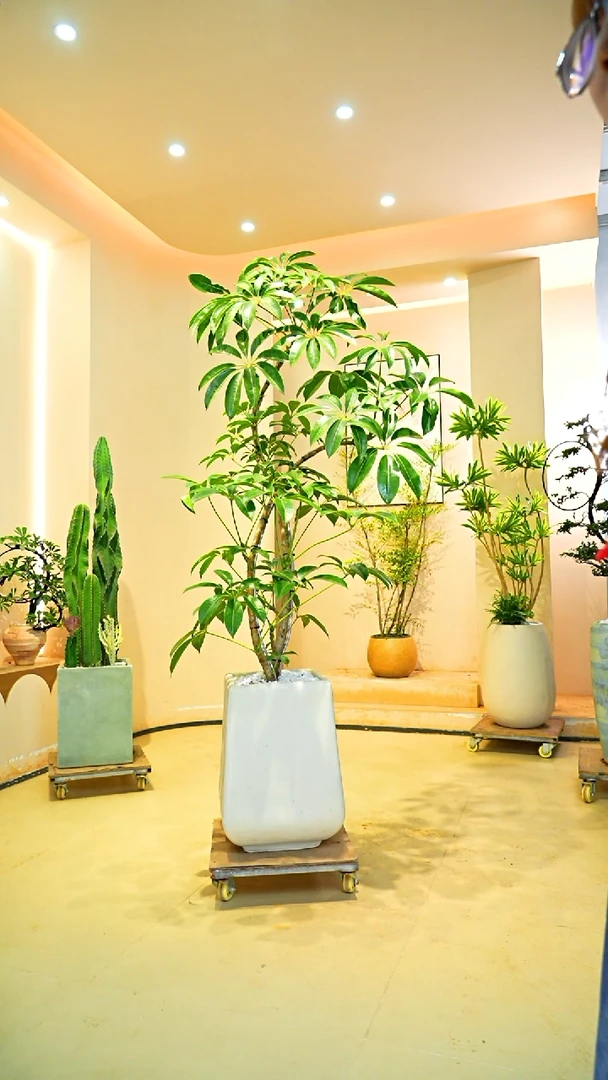 不开花植物用**受保罗大叶伞