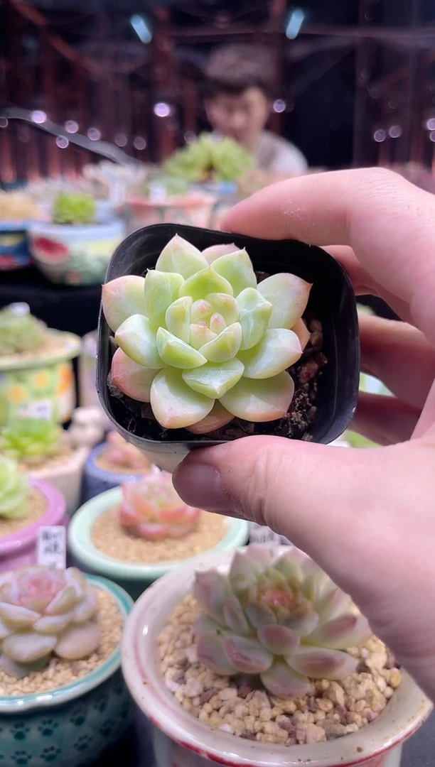 金泰家多肉 糖心美肉015