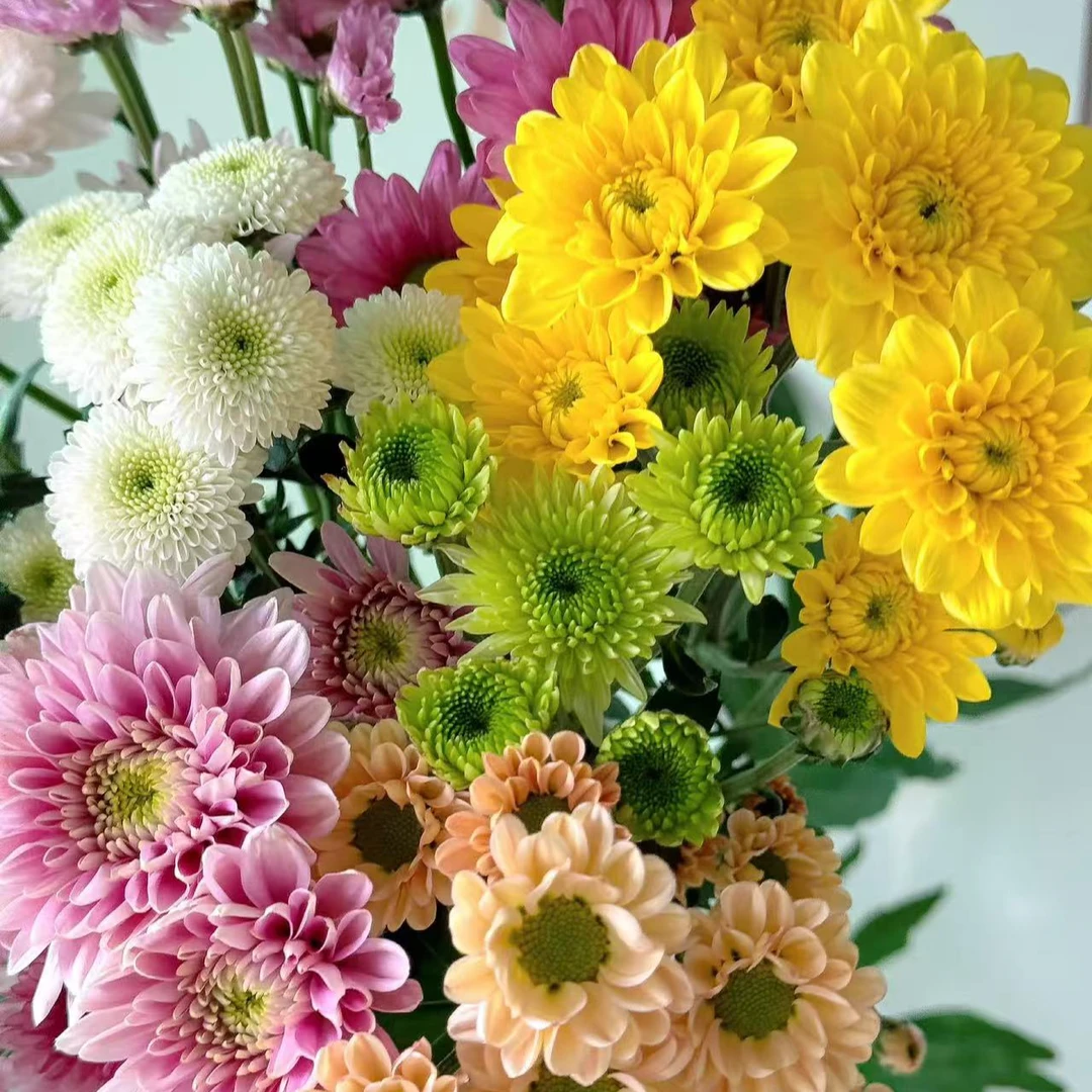 【七彩混色小菊】拍二单升级发顺丰/京东 家用鲜花直播间直播卖花