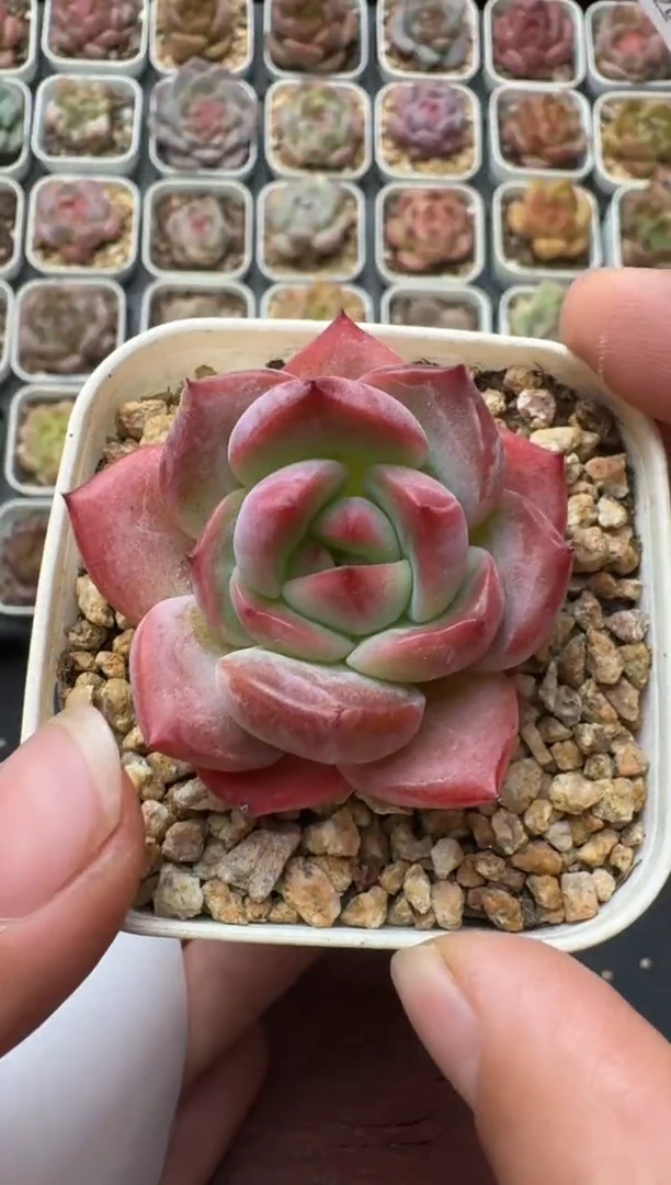 008带盆土发 当场拍3颗以上包柚 多肉植物 一物一拍