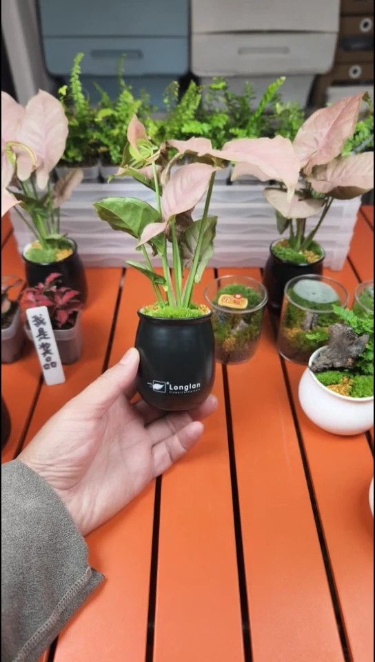 无花朵精品小黑瓶红粉佳人