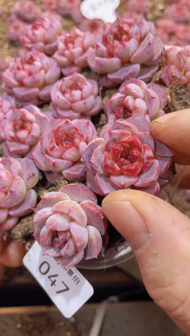 【闪购商品】047紫石榴量拍1盒