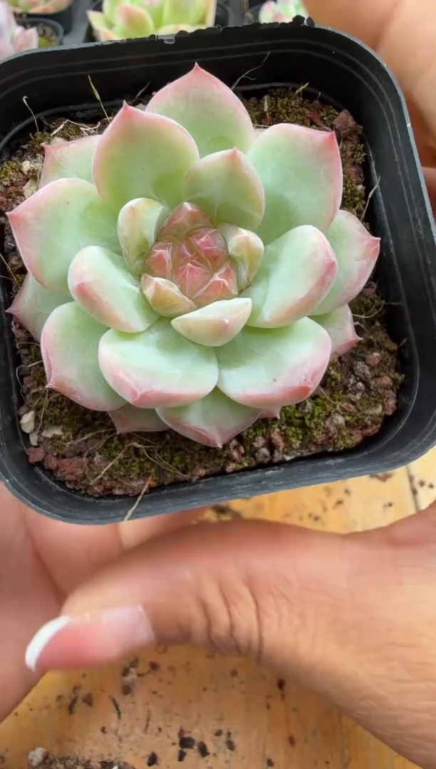 东云多肉园二店-290