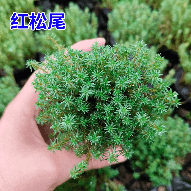 【后景草·红松尾】坨草新手坨草懒人水草鱼缸造景无需种植入水成景