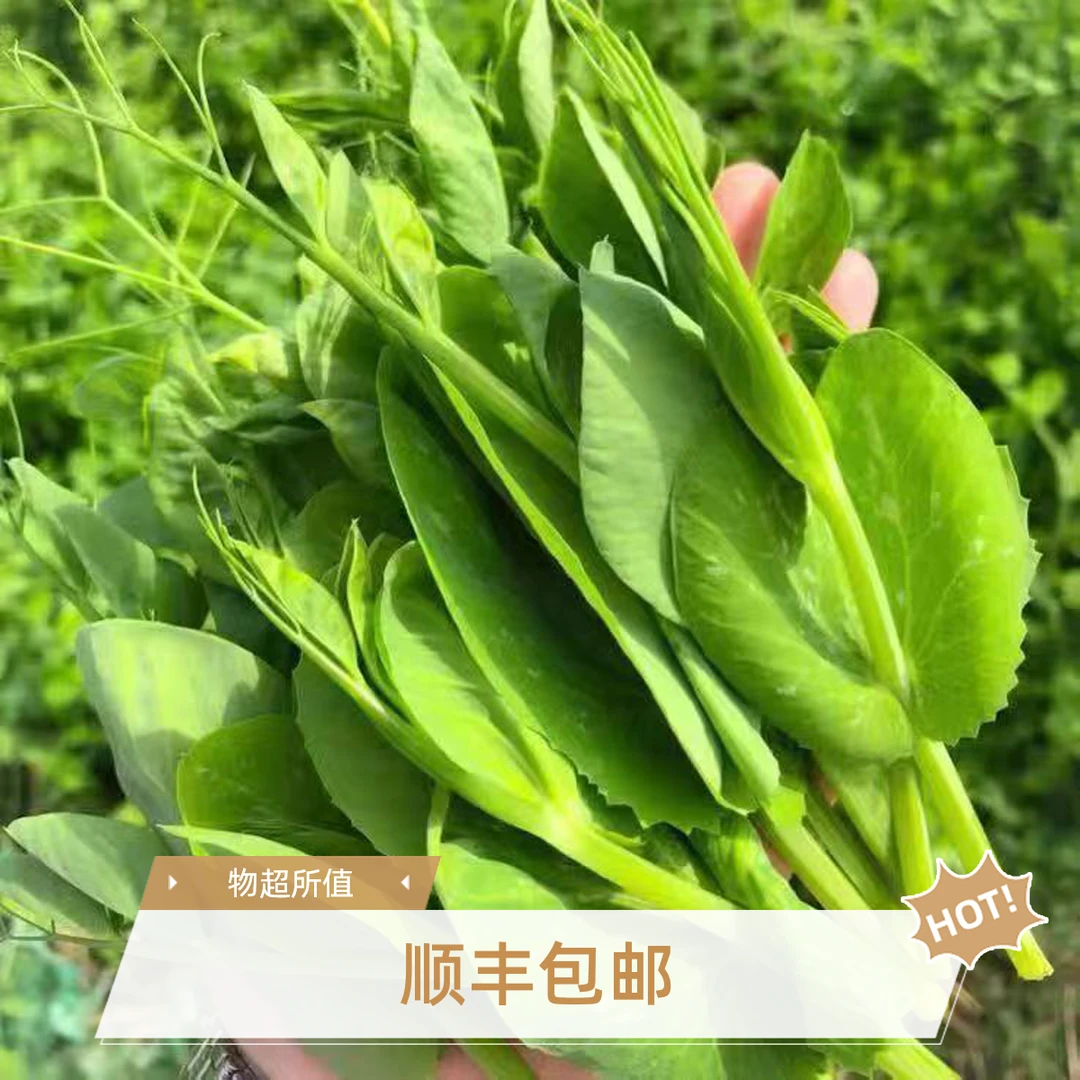 顺丰现摘现发农家豌豆尖新鲜豌豆尖豌豆苗菜火锅食材蔬菜农家