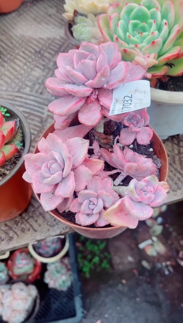 仙*儿跃跃精品多肉17032