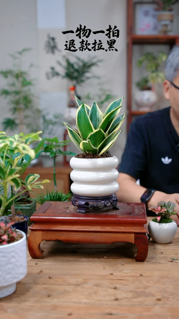 完全开放一****糖虎皮兰594