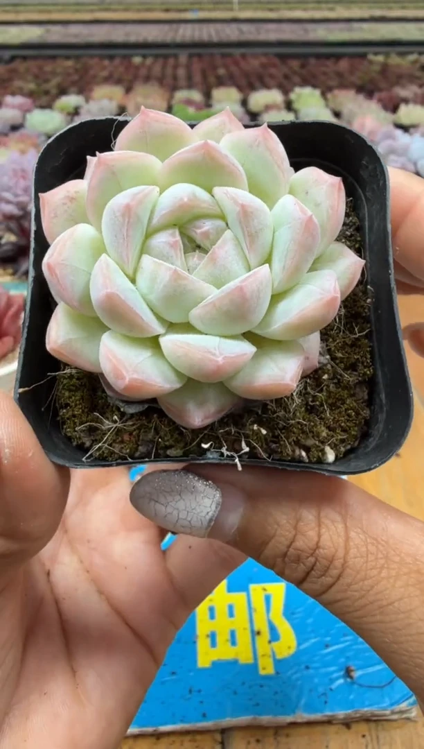 东云多肉园二店-73