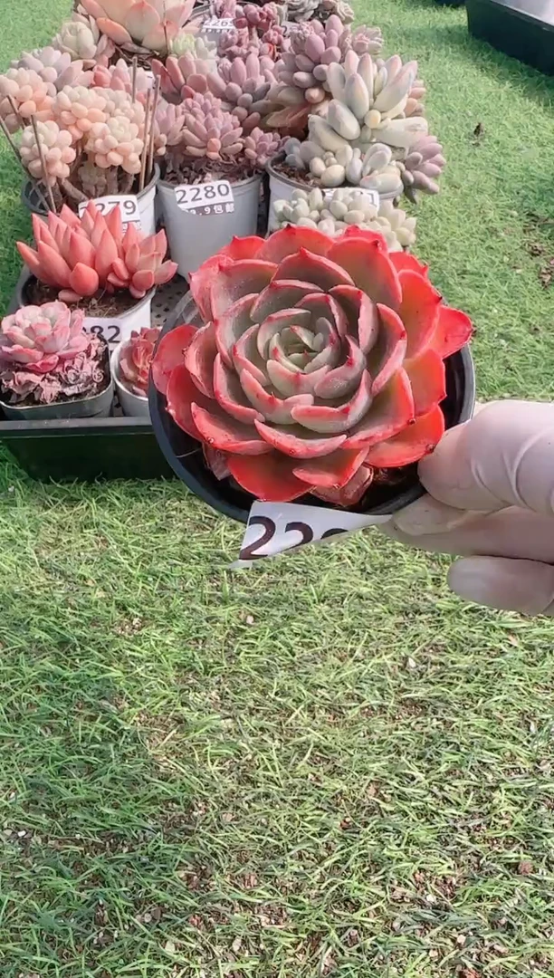 【闪购商品】信服多肉一物一拍