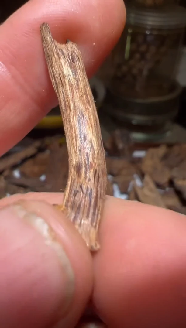 沉香沉香碎屑达拉干0.7克