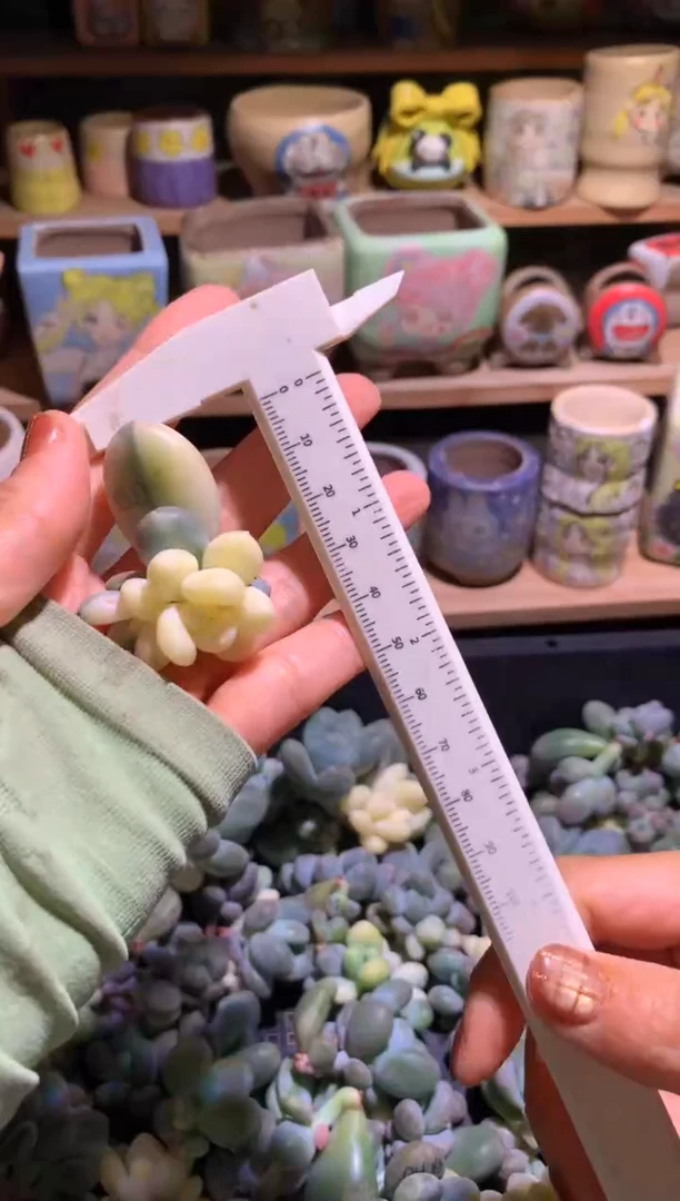 奶酪锦多肉全锦叶不售后哦