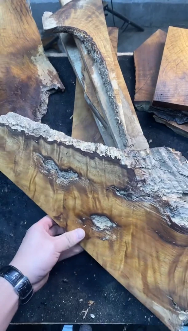 豆*金丝楠小叶桢楠1