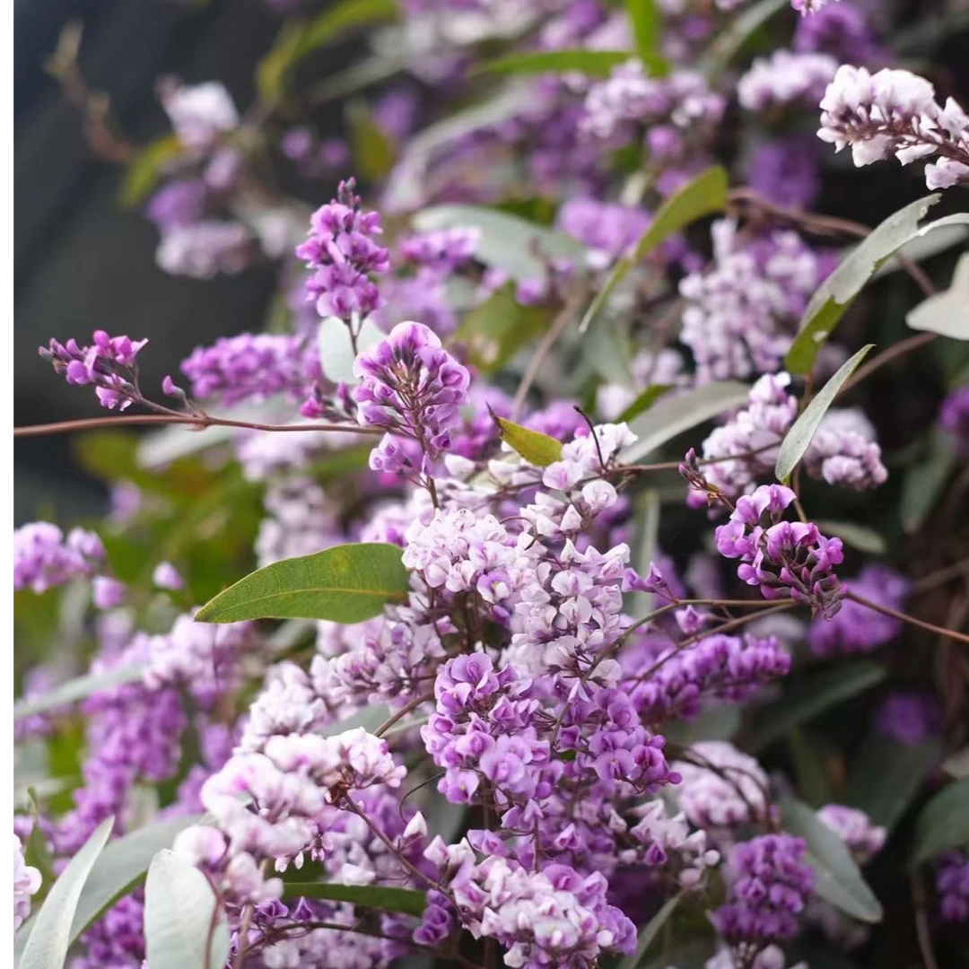 哈登柏豆冬季耐寒开花藤本 蓝紫色系小众高级植物