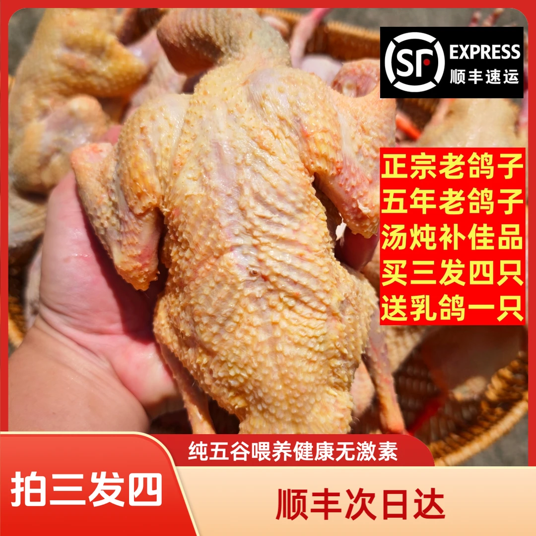 【老鸽拍三发四】三年五年老鸽子 炖汤补品 营养美味 顺丰冷链包邮