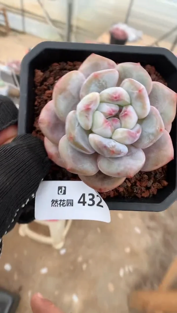 432星影多肉植物一物一拍