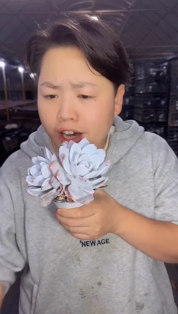 双头起雪莲带盆土 5