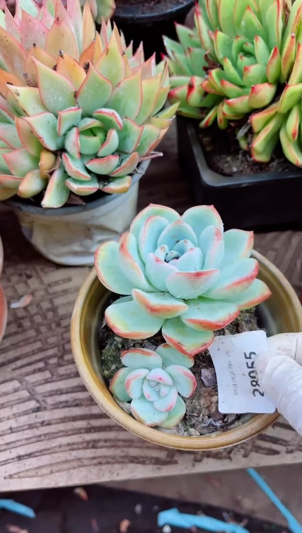 小*二28055多肉植物一物一拍