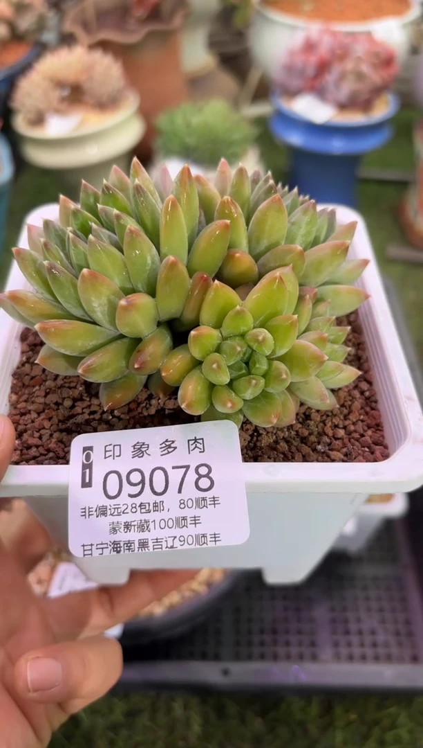 【闪购商品】09078