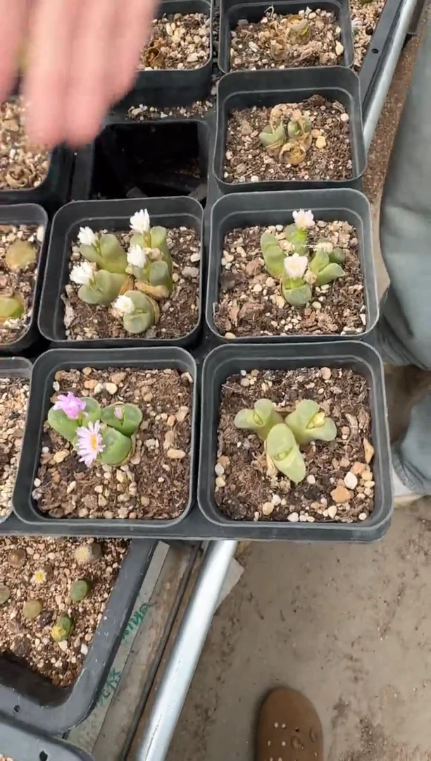 肉锥生石花11-310