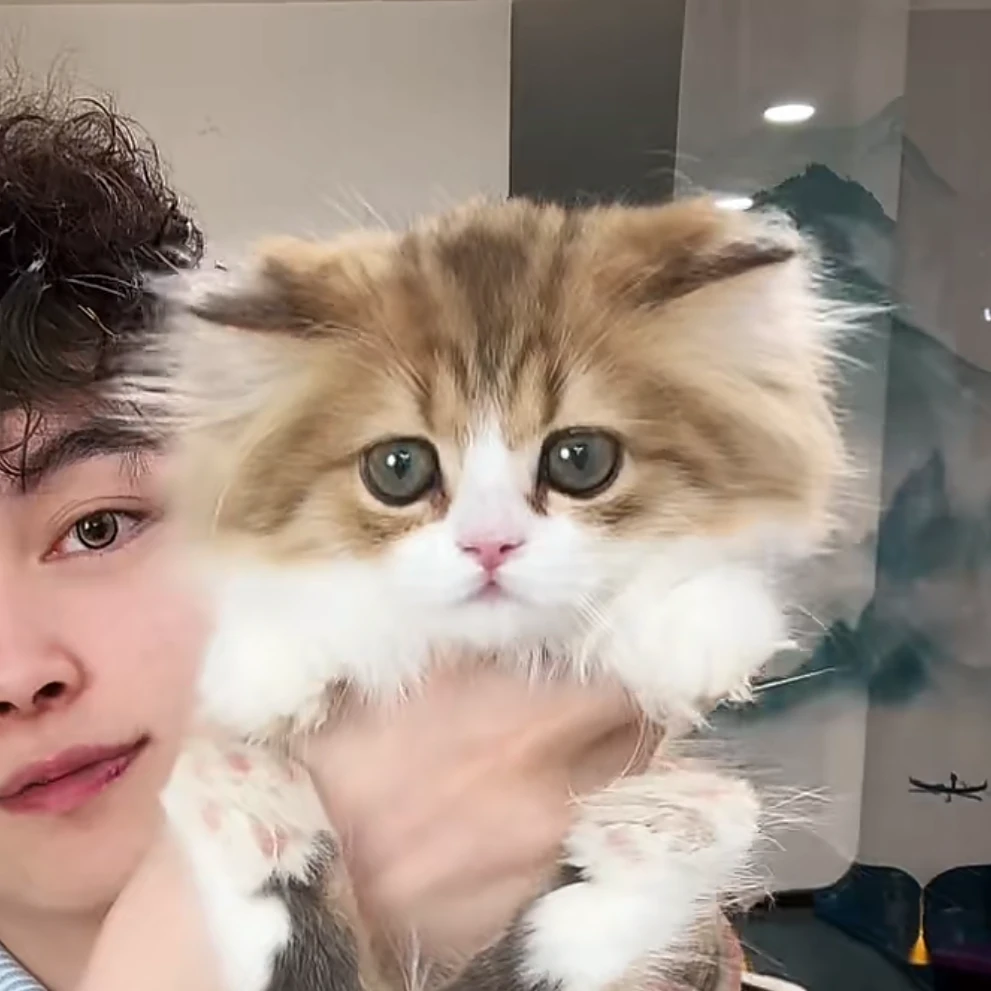 来了姊妹-金白矮脚英长猫 弟弟 J12