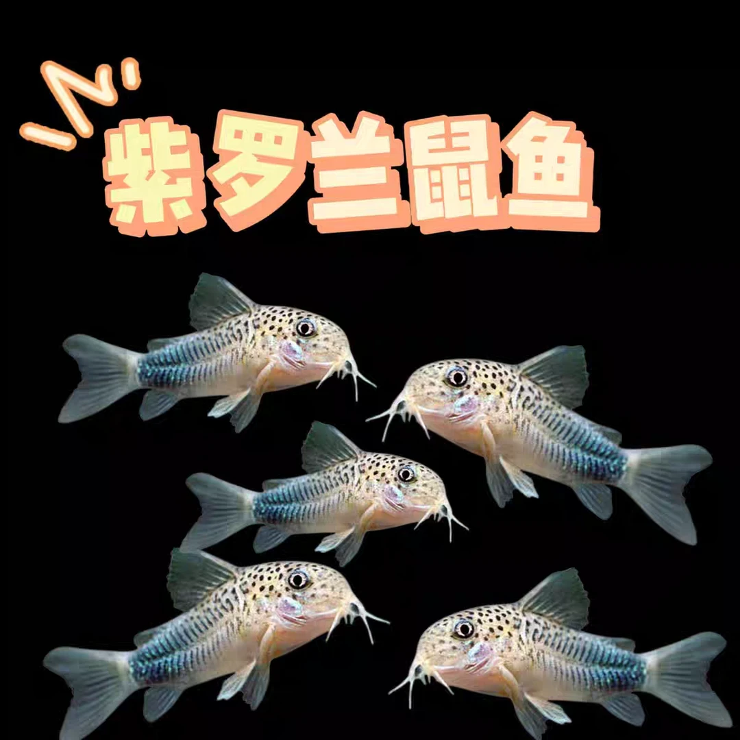 小型热带观赏鱼 清缸鼠鱼 紫罗兰鼠草缸混养好养易活清理残渣