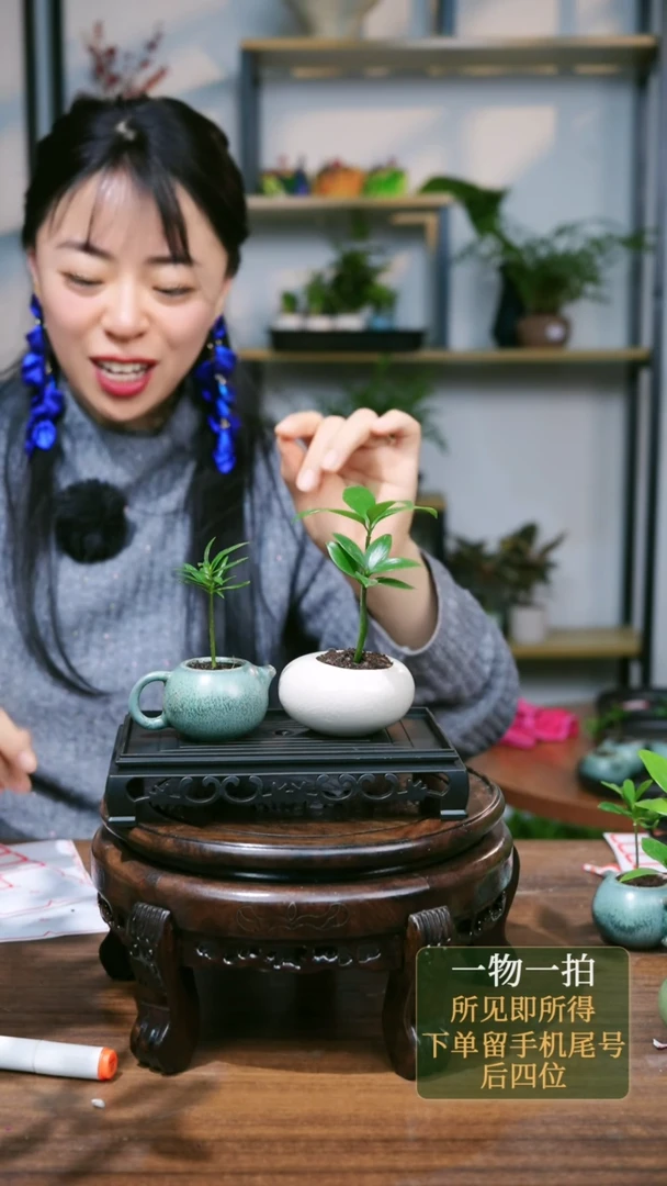 【闪购商品】125--8198罗汉松+竹柏白