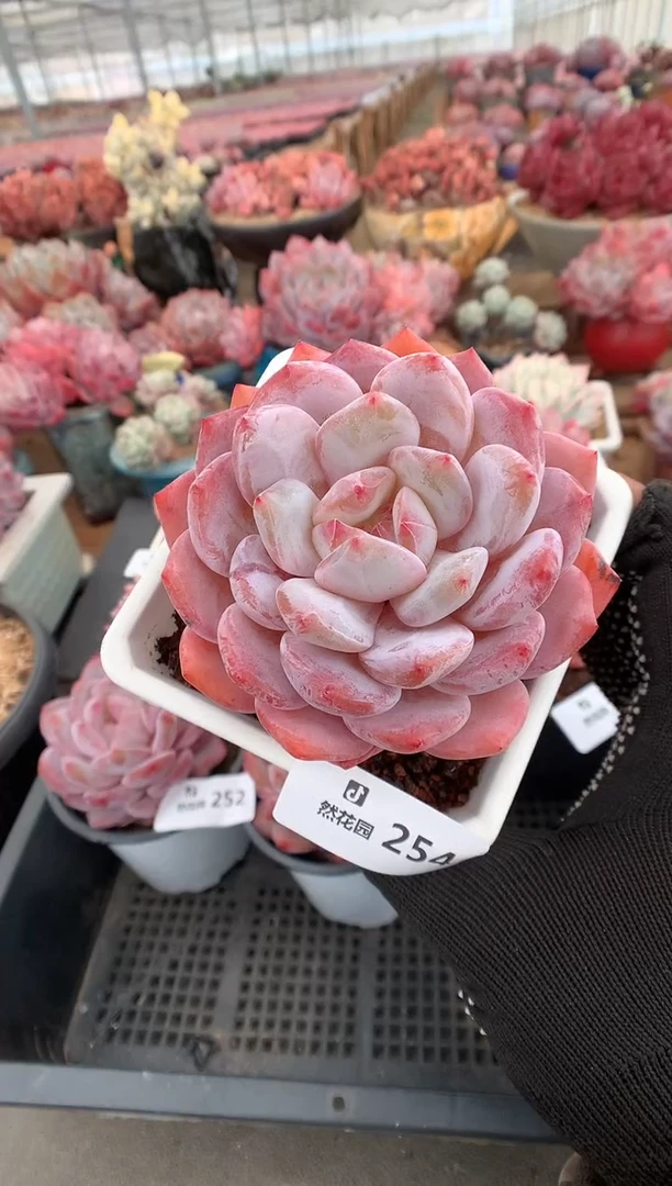 254紫皮橙多肉植物一物一拍