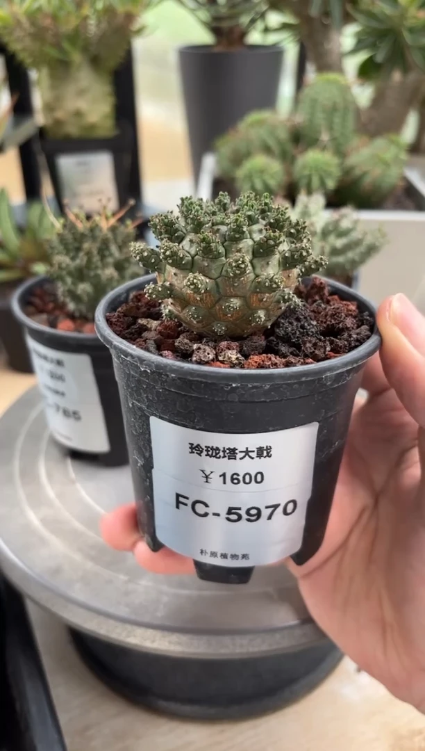 玲珑塔大戟FC-5970