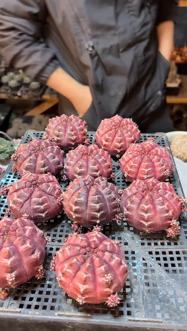 【闪购商品】大梦想7公分无根