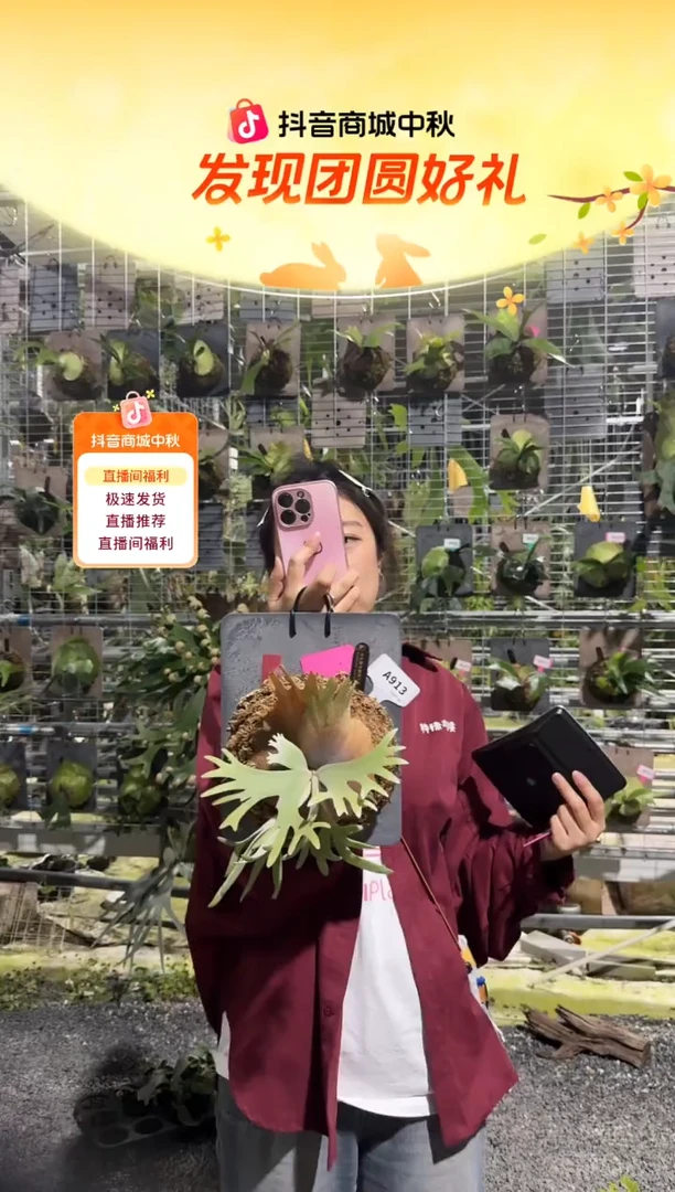 不开花植物A913-玉女鹿角蕨亚成