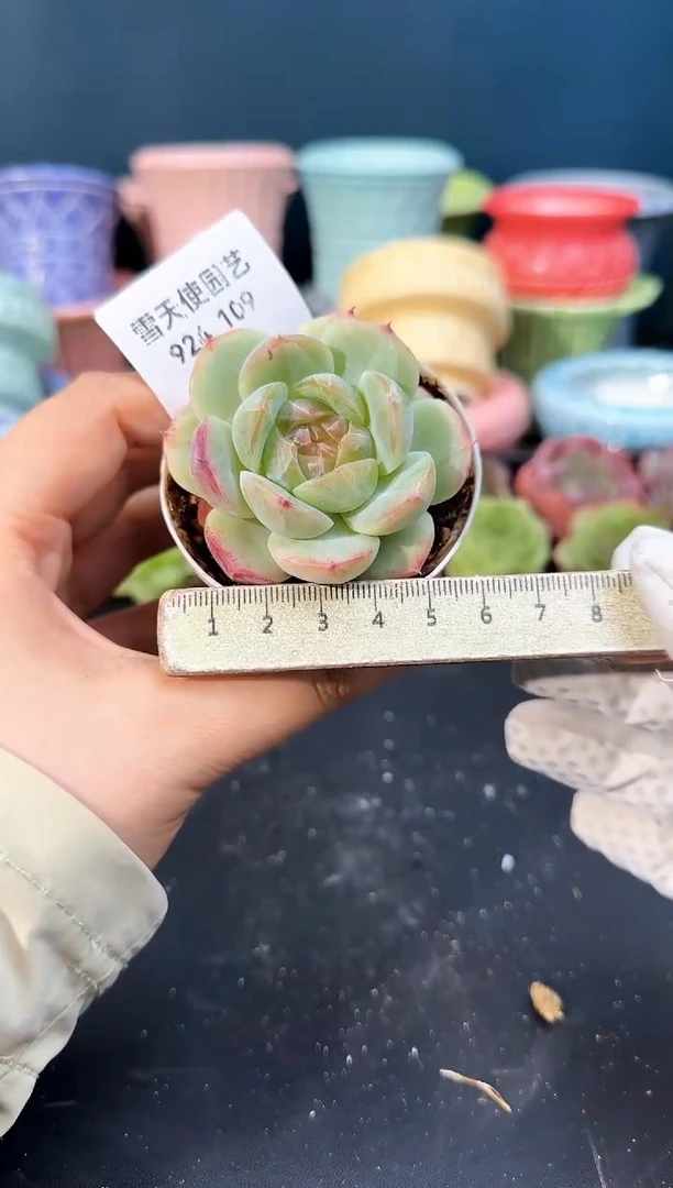 924-109青山（冠幅5cm）