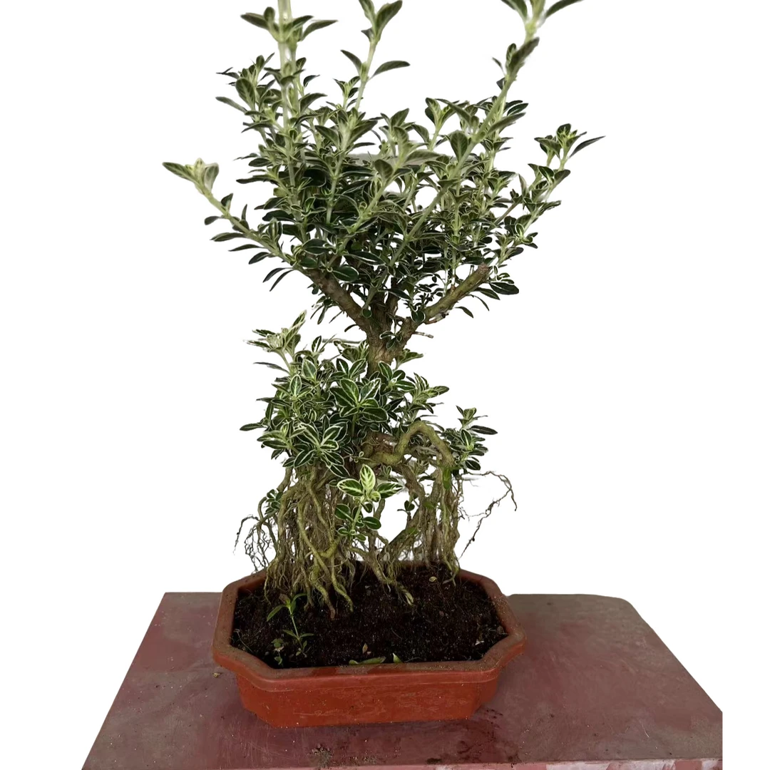 老桩金边提根六月雪盆栽提根造型盆景室内客厅阳台四季青耐热植物