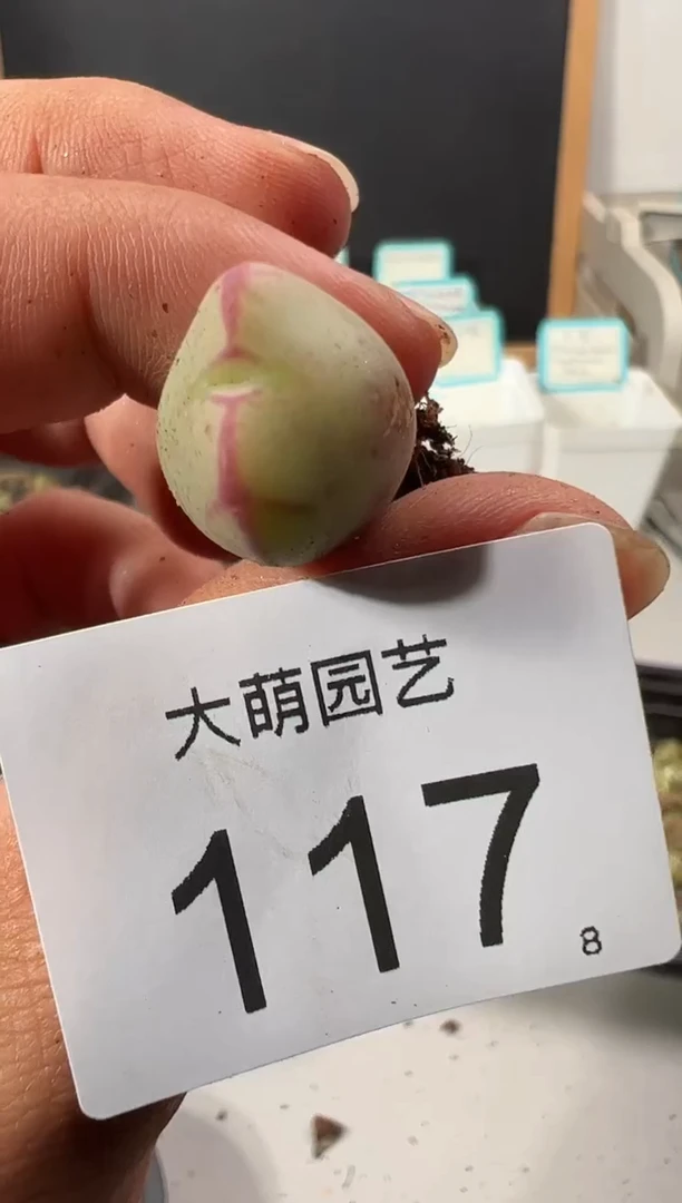 【闪购商品】++++117