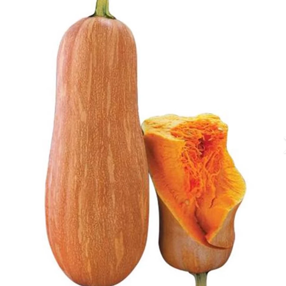 【拍2送1】蜜本南瓜种子正品家庭种植可盆栽巨型可地栽蔬菜蔬菜种子