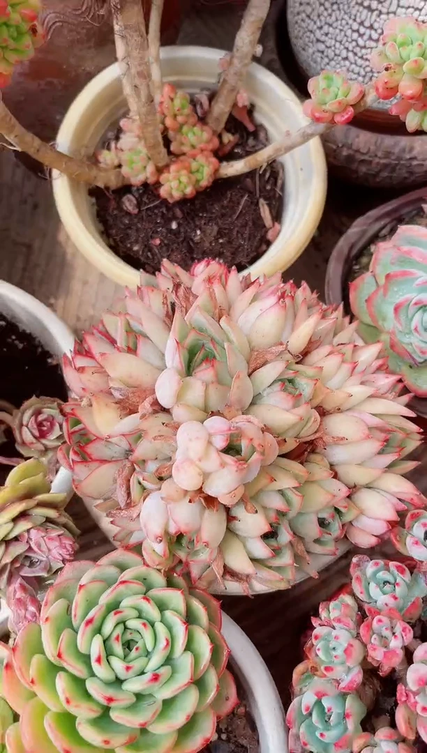 15238多肉植物一物一拍