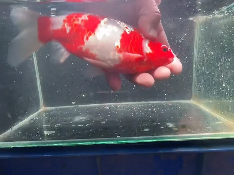 金鱼短尾草金专用链接127