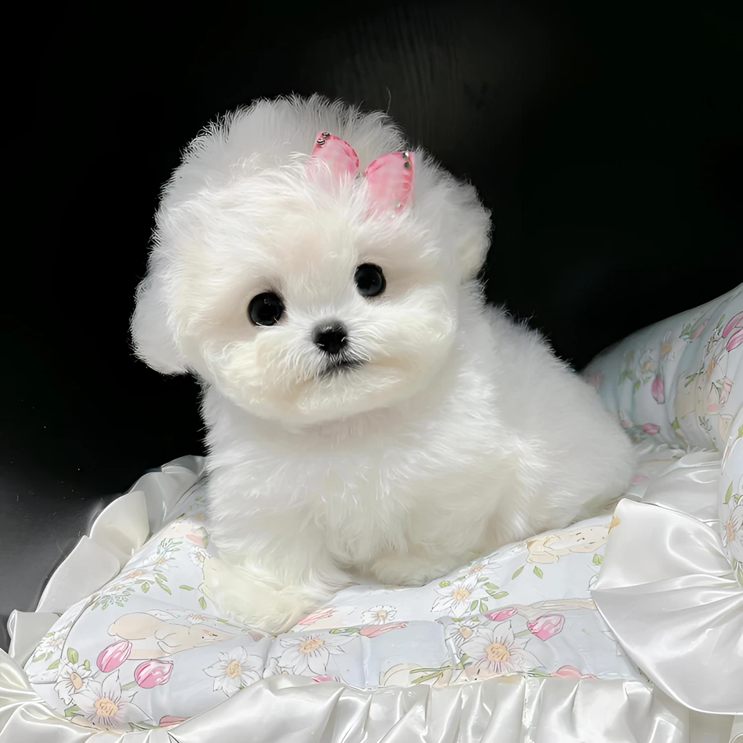 纯种小体韩系比熊萨摩耶宠物狗犬马尔泰犬宠物活体售卖狗狗