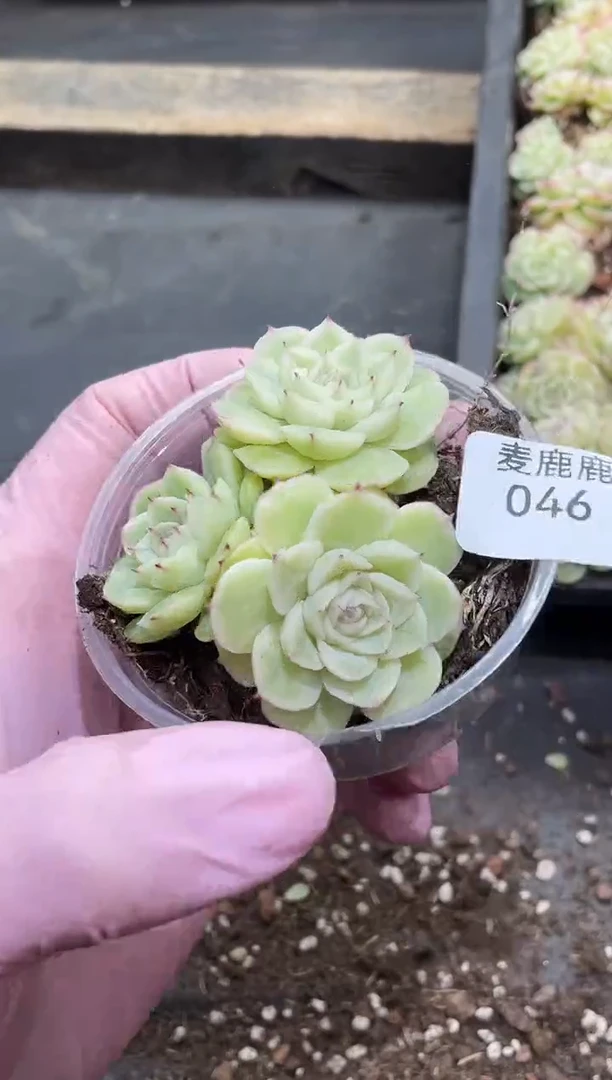 046梦幻妖姬      量拍