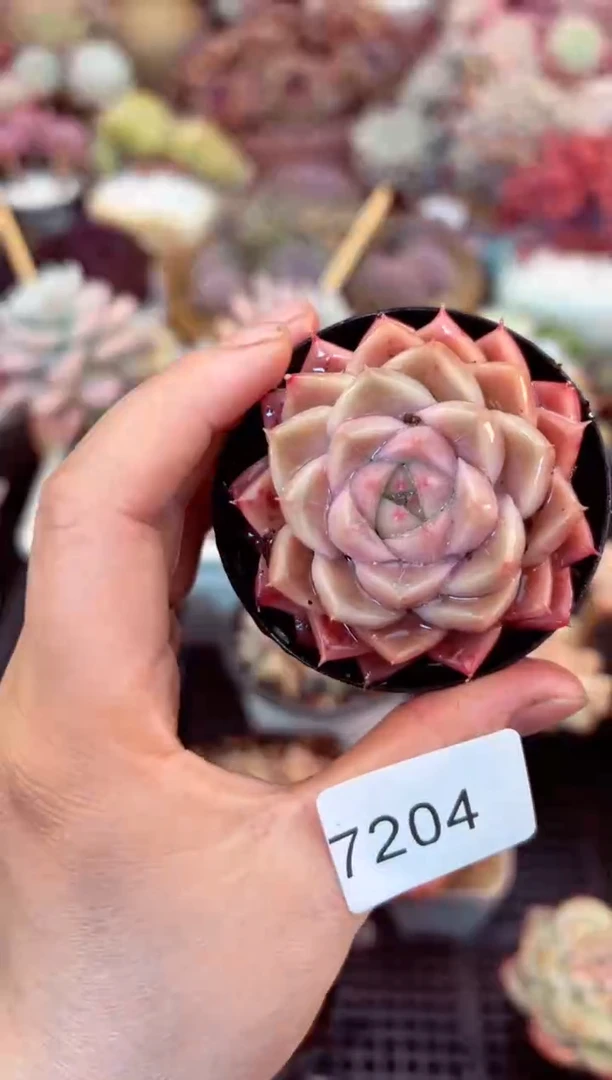 【闪购商品】7204单头多肉