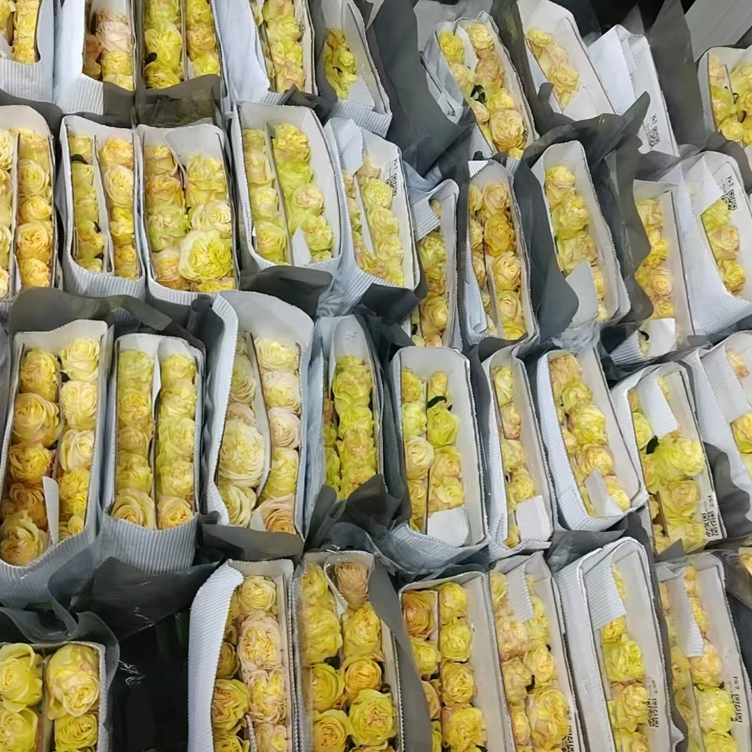 逸禾琉璃翠玫瑰白色高端清新