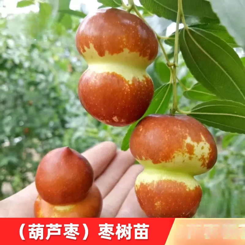 葫芦枣树活苗南北方庭院地栽果树盆地栽嫁接枣子树苗